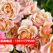 复古色月季