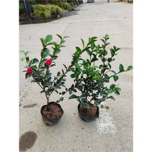 茶梅花苗盆栽四季开花球室外庭院绿植红色茶花茶梅耐寒篱笆小村苗