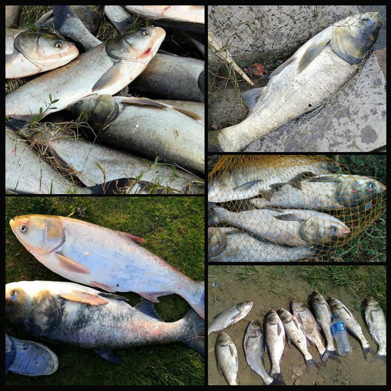 武汉邓刚金版浮钓鲢鳙鱼饵料手海竿大头胖花白鲢湖库野钓