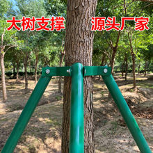 树木支撑架钢管固定器绿色大树支撑杆乔木抱箍园林金属树支撑果树