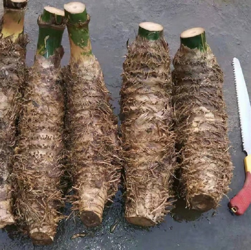 小叶桩竹鞭竹根苗室内外勒竹子花园a庭院景观绿植盆栽四季好养