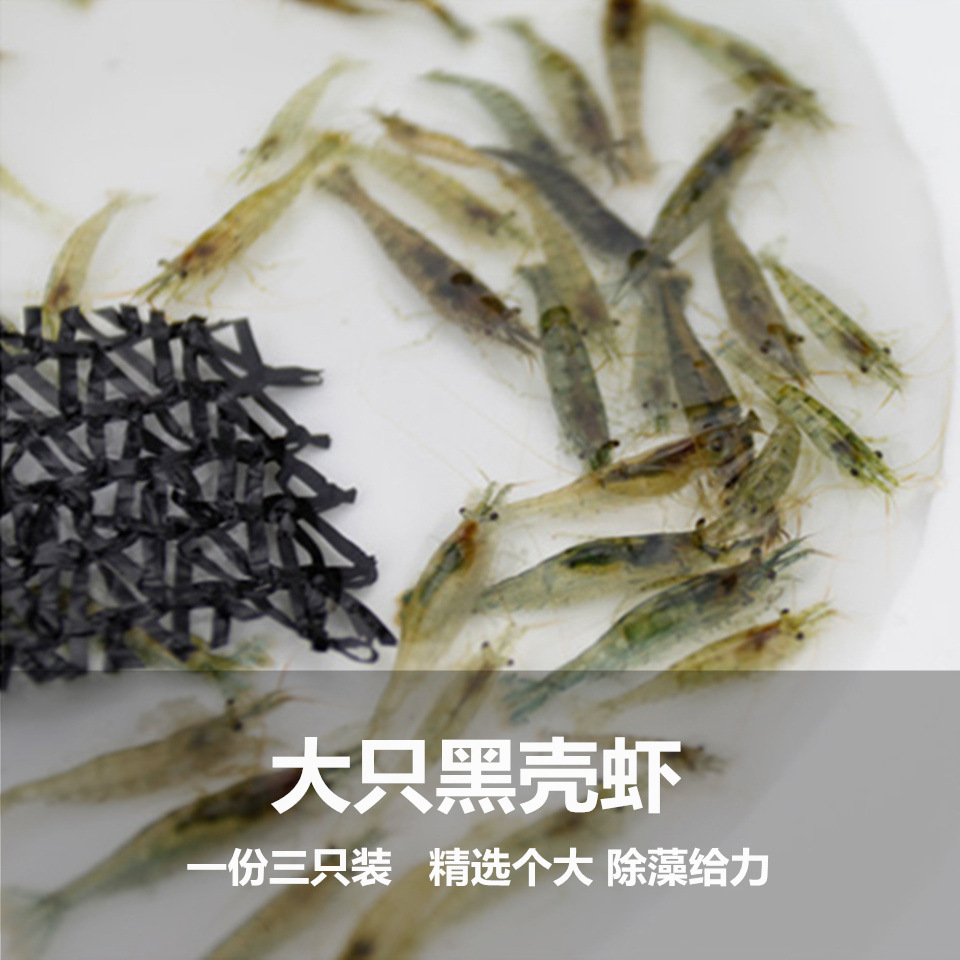 精选大只黑壳虾鱼缸水族工具虾除藻虾乌龟饲料清洁虾观赏虾2-3cm