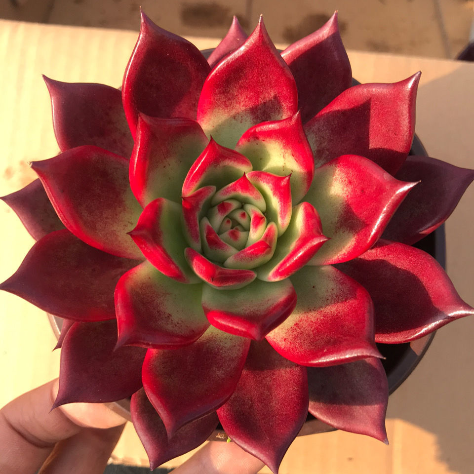 昆明精品多肉东云系弗兰克红檀单头肉肉8㎝左右买三单送一送同款