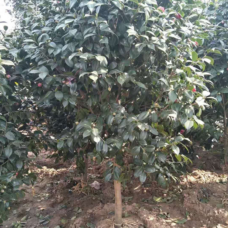 苗木 绿化工程 园林 灌木茶花球 耐寒灌木茶花 球形灌木花卉茶花