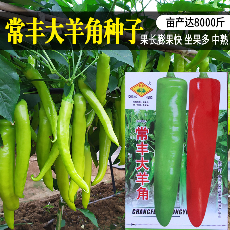 常丰大羊角辣椒种子早中熟羊角椒种籽厂家批发羊角辣椒种籽当季播