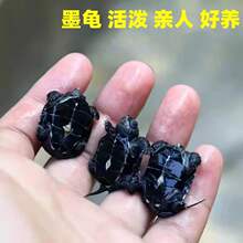 批发全墨情侣草龟苗墨龟长寿龟全黑观赏龟顶深水龟小乌龟墨龟宠物