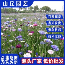 矢车菊花种子美丽乡村花籽耐寒蓝芙蓉种籽道路景观绿化花卉花种籽