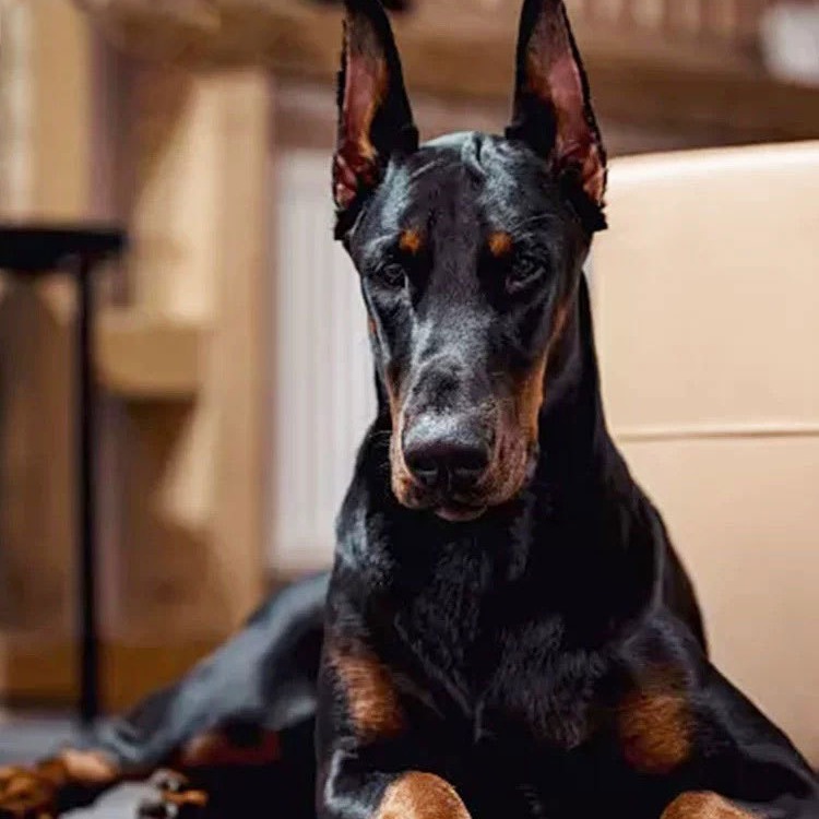 出售纯种杜宾犬活体赛级双血统杜宾犬幼崽纯种德系杜宾护卫犬