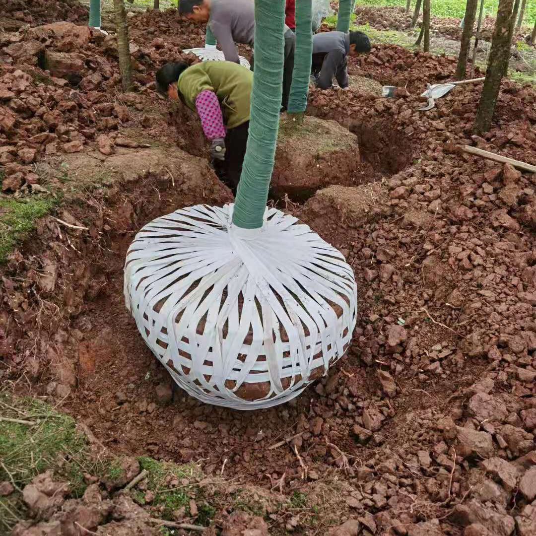 北京供园林绿化土球捆扎布条 白色无纺布耐拉耐拽土球缠绕绳