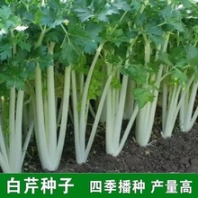 四季香白芹种子芹菜种子口感脆嫩无纤维四季阳台盆栽大田蔬菜种孑