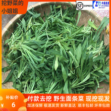 新鲜纯野生面条菜时令野菜羊蹄菜现挖头茬细叶扫帚苗山东特产4斤
