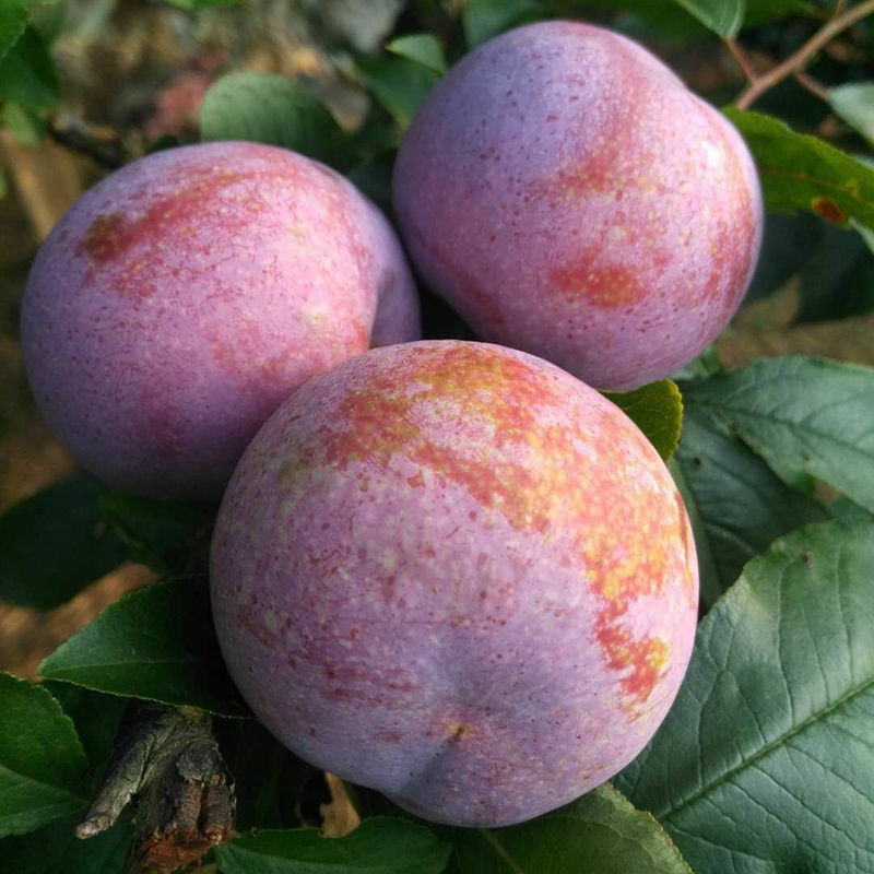 【云南李子】-云南李子厂家,品牌,图片,热帖-阿里巴巴