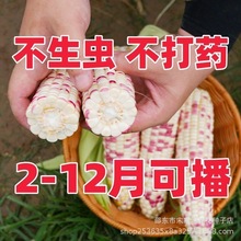 五彩甜糯玉米种子五彩蜜糯玉米彩糯苞米籽水果玉米