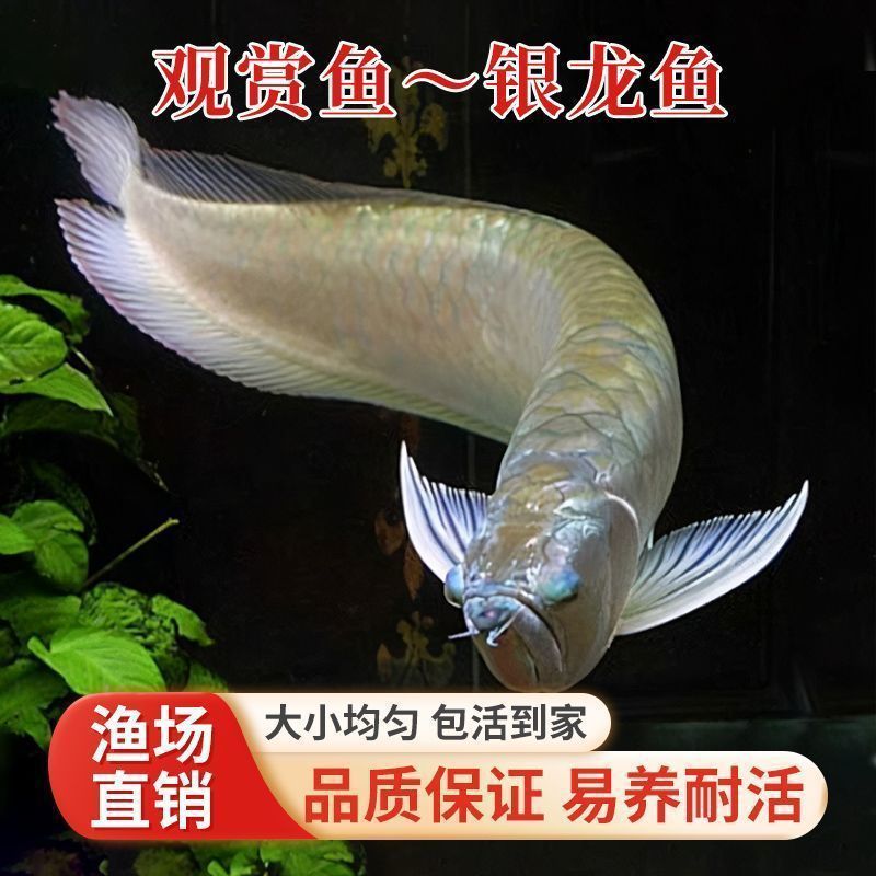 银龙鱼热带观赏鱼活鱼苗大型黄化红眼白子银龙活鱼银龙鱼练手龙鱼