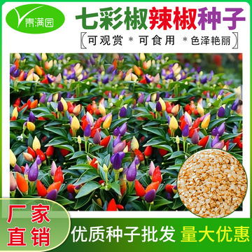 批发七彩椒盆栽五彩椒易种易活开花不断四季室外农田菜园辣椒种子