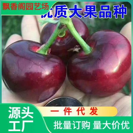 供大青叶樱桃苗 樱占王 兰丁占木樱桃实生苗 吉塞拉矮化占木价格