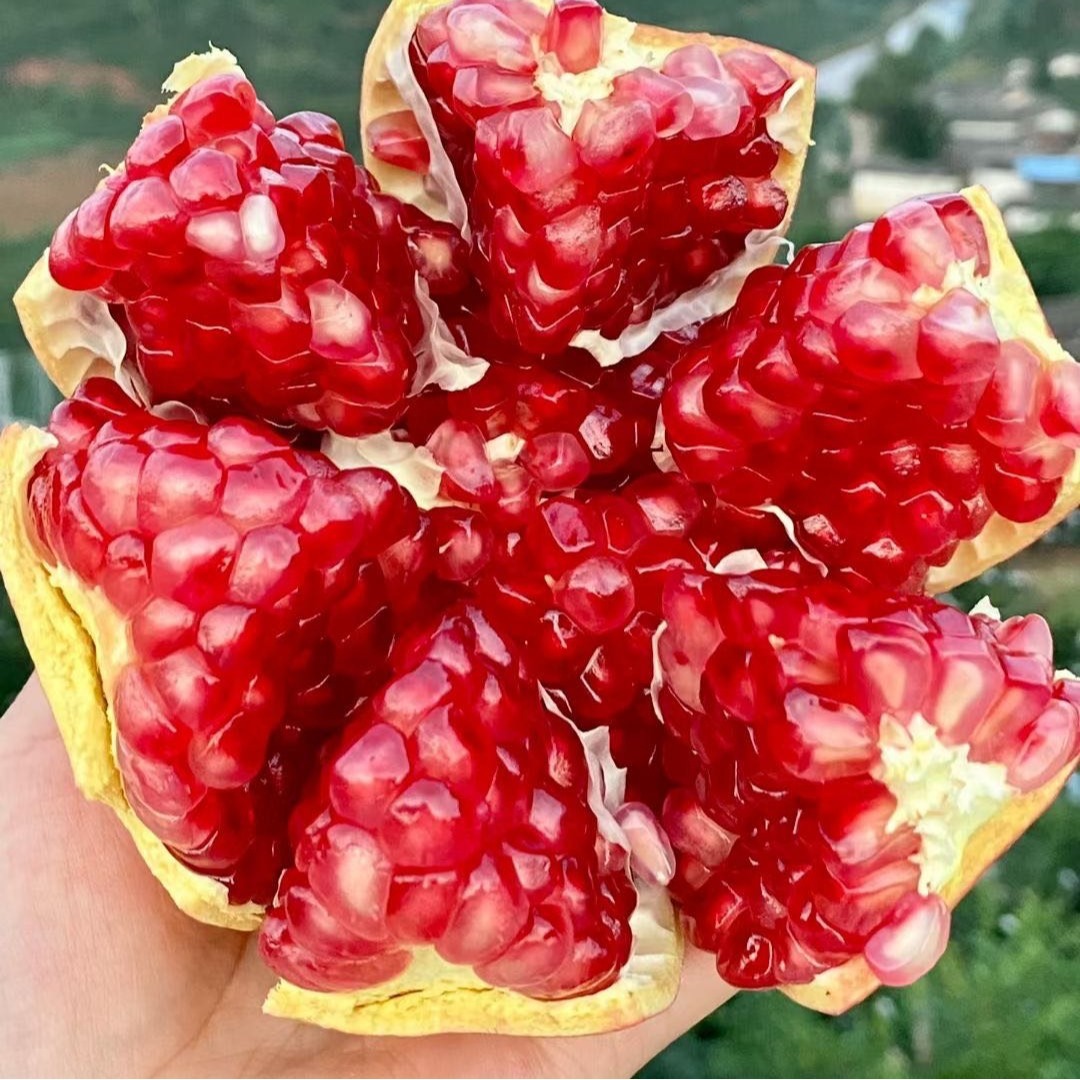 四川大凉山会理 突尼斯软籽石榴 当季新鲜水果 新鲜采摘 一件代