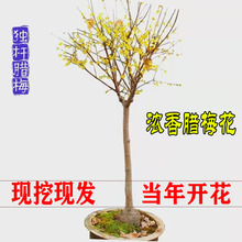 腊梅花树苗原生地栽腊梅庭院盆栽素心腊梅春季耐寒木本浓香花卉楼