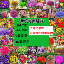 花草种子多年生播种四季易活太阳花波斯菊百日草野花组合花卉种子