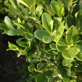 黄杨 朝鲜黄杨 小叶黄杨 黄杨球 黄杨干枝