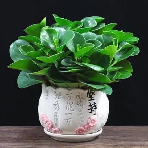 招财豆瓣绿盆栽大青叶植物室内好养花卉去甲醛办公室小绿植物盆栽