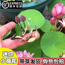 碗莲种藕根茎带芽小型花苗水培植物四季室内荷花盆栽睡莲花卉开花