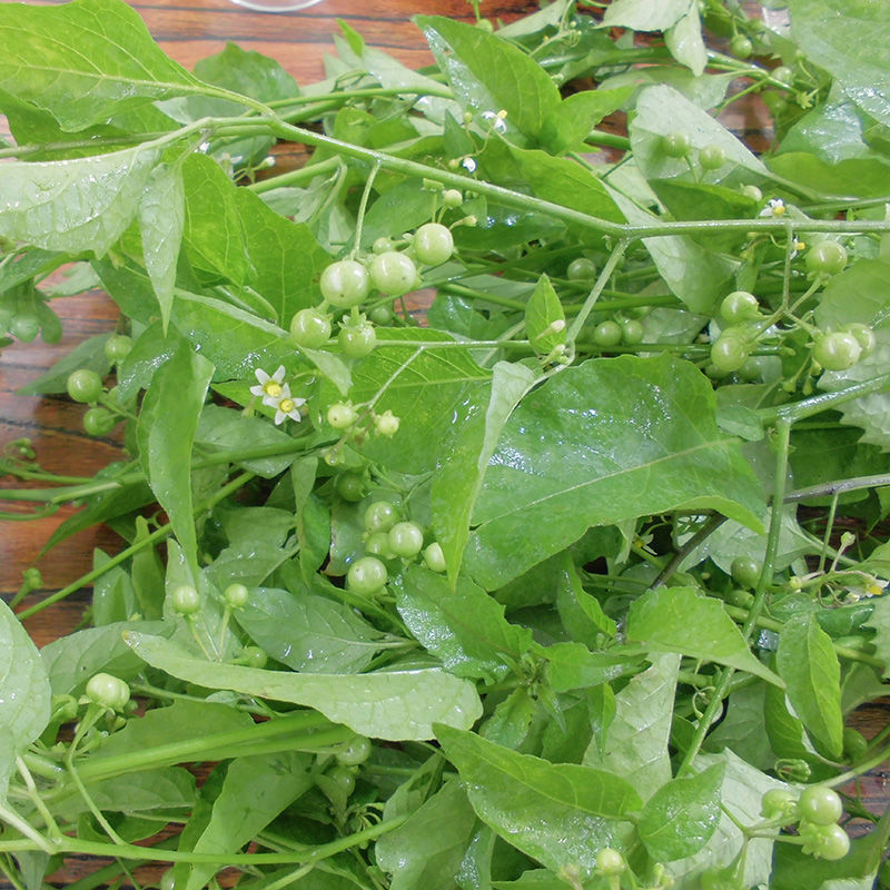 龙葵中药材野生龙葵草中草药凉茶菜籽苦葵乌籽菜500g包邮新鲜干货