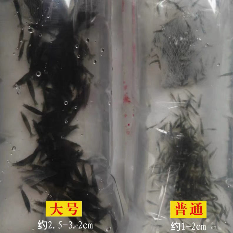 大号黑壳虾除藻观赏虾鱼缸里放的冷水淡水虾小鱼小虾工具虾清洁