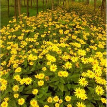 一件代发日光菊种子多年生宿根黄色菊花春夏播种花海园林热销花籽