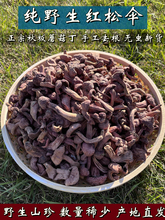 野生松树伞蘑菇红蘑菇丁干红松蘑鸡血肉蘑菌菇炖煲汤干货东北特产
