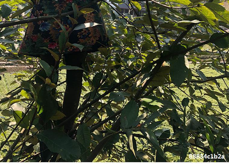 湘西蒿草粑叶子 叶儿粑新鲜叶子 包草粑粑叶子 青团叶 清明果叶子