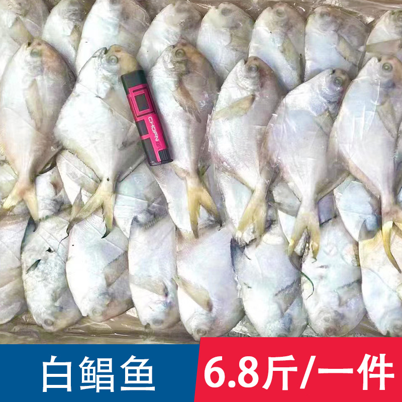 白鲳鱼 银鲳鱼 冷冻小白仓鲳鱼小白昌鱼平鱼新鲜冷冻海鲜水产批发