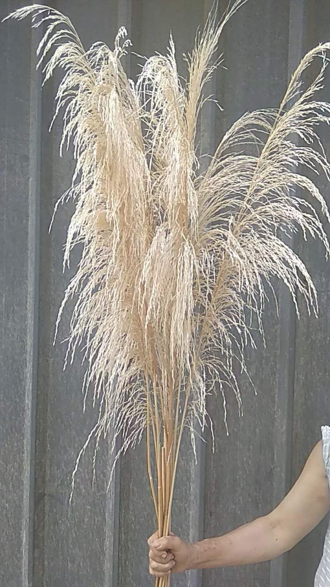 铁杆芦苇天然小芦苇大芦苇干花花束北欧跨境米白色花束工厂价格