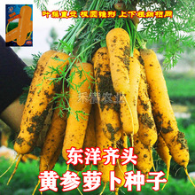 齐头黄胡萝卜种子西洋黄参胡萝卜籽春秋冬播种蔬菜庭院