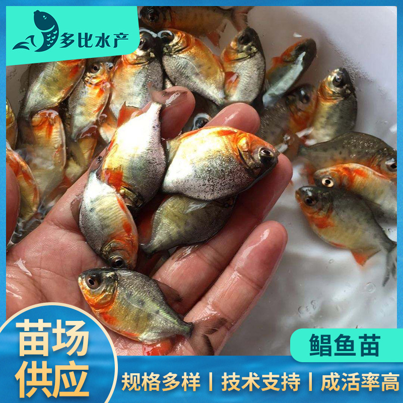 白鲳鱼苗红鲳鱼优质苗场直供 淡水水产活体养殖鱼苗批发成活高