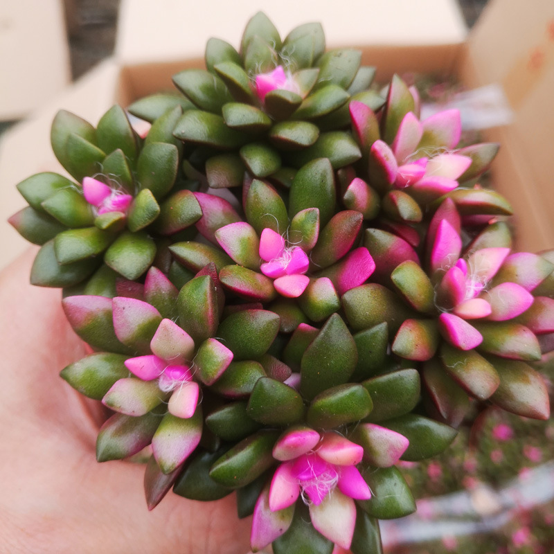 一件代发 卡日松吹雪之松锦9cm多肉植物盆栽景批发2021新品混批