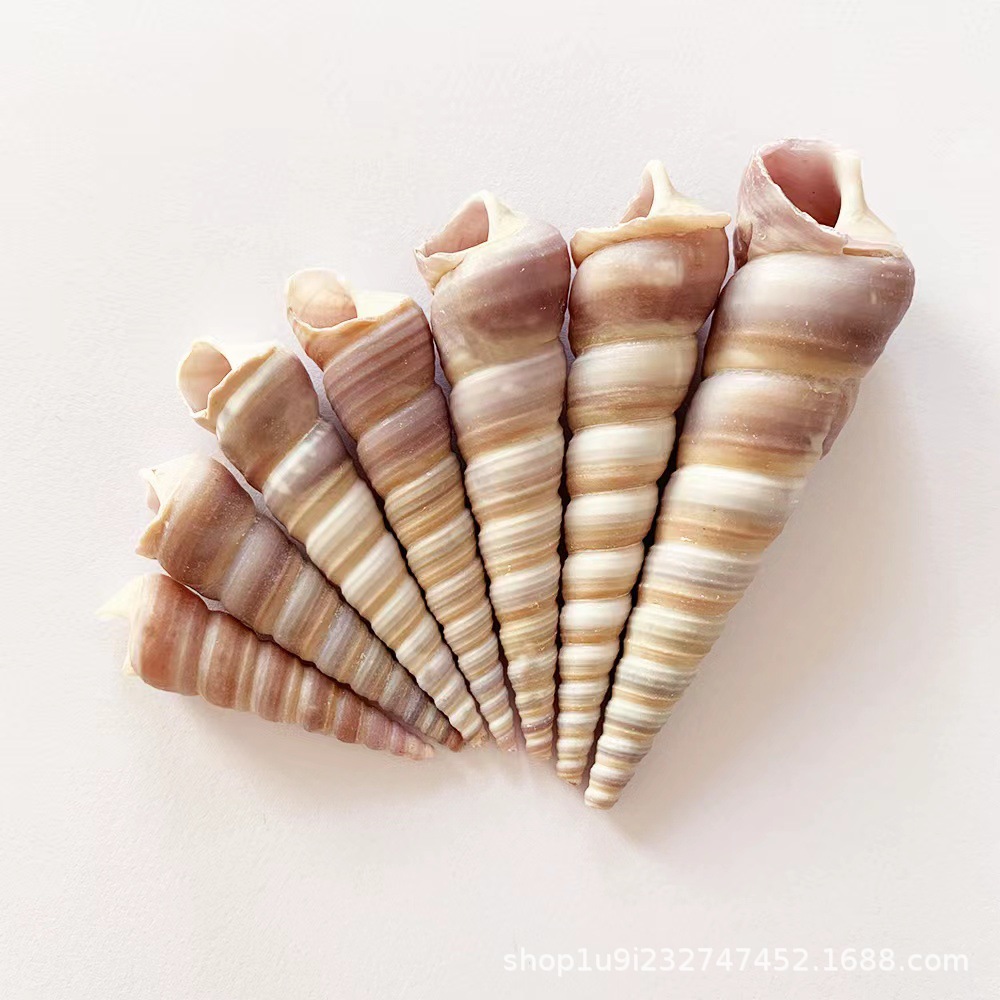 爱贝来自然贝壳海螺 黑锥螺钉子螺 贝壳工艺品装饰黑龙角量大优惠