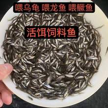 喂乌龟饲料鱼小鱼活体养殖活鱼龙鱼活食饲料淡水鱼苗草鱼苗鲫鱼苗