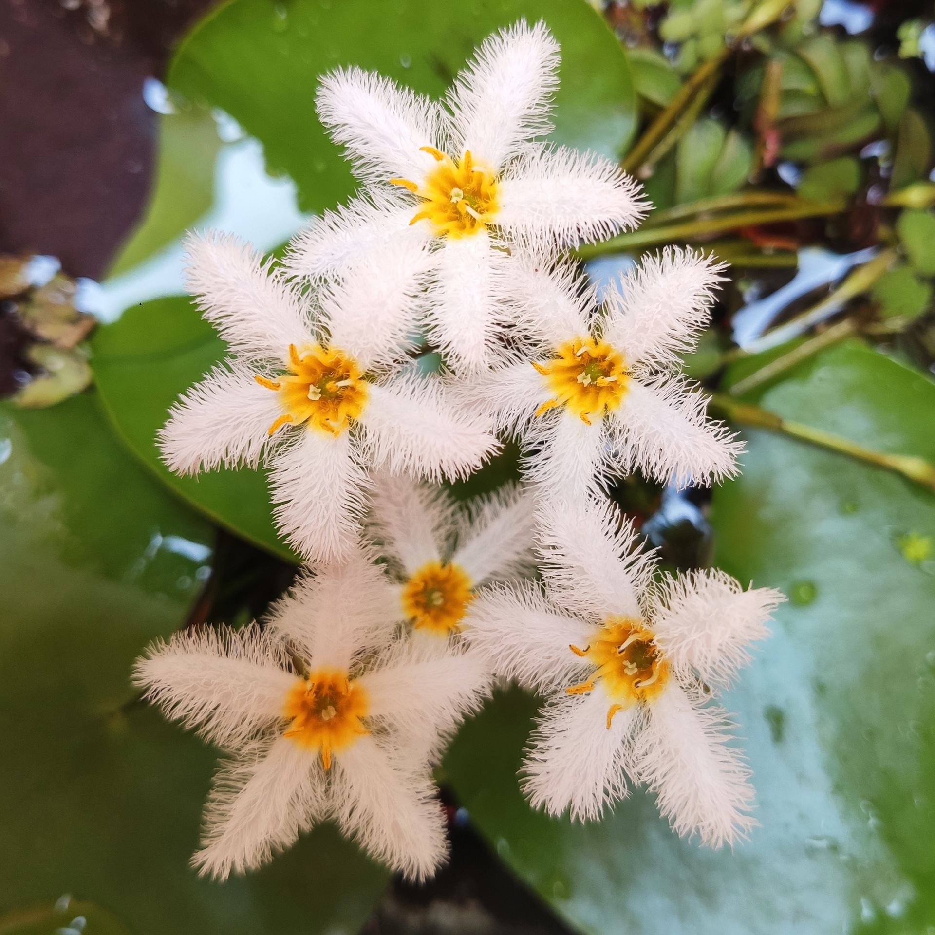 一叶莲睡莲碗莲无土水培植物桌面盆栽绿植花卉鱼花共养