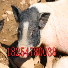 巴马香猪养殖场藏香猪出售价格三元猪出售猪仔子供应
