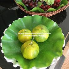 塑料仿真荷叶莲叶子水果食物装饰芭蕉叶树叶道具荷花海鲜冰台摆盘