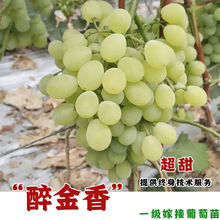 醉金香葡萄树苖奶油果苗嫁接葡萄超甜葡萄茉莉香当年结果当年结果