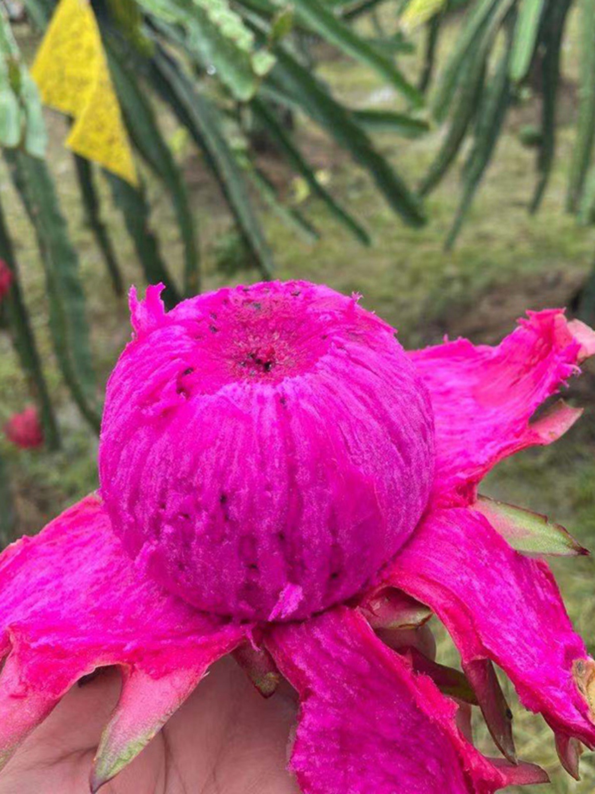 kc贵州罗甸当季产地现摘现发新鲜红心火龙果鲜果水果大果2500g包