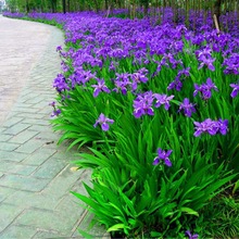 庭院别墅花园植物紫花鸢尾苗盆栽马兰花苗本地栽多年生喜耐寒