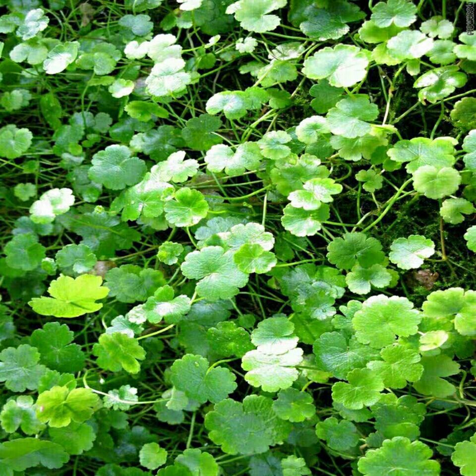 天胡荽 满天星 落得打 小叶破铜钱草 干货切段500克-阿里巴巴