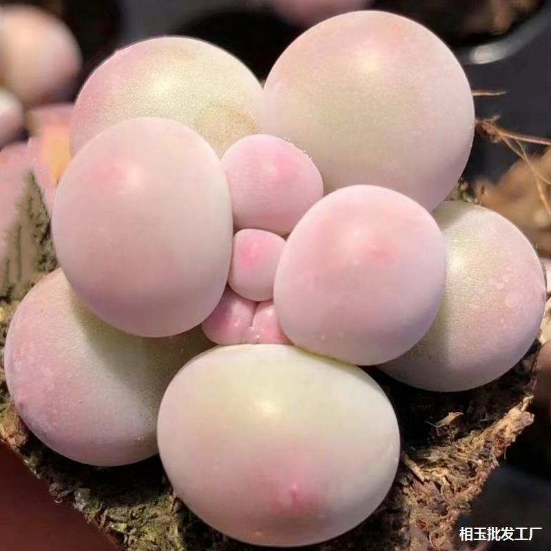 韩版汤圆手指奶酪多肉植物超萌肉新手肉控养精品超萌糖豆迷你盆栽