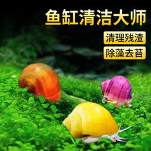 苹果螺除藻观赏黄金螺淡水宠物鱼缸清洁工具螺清缸螺小蜗牛宠物