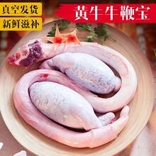 新鲜生牛鞭牛宝2斤冷冻现杀黄牛鞭男用牛宝牛蛋新鲜黄牛鞭泡酒