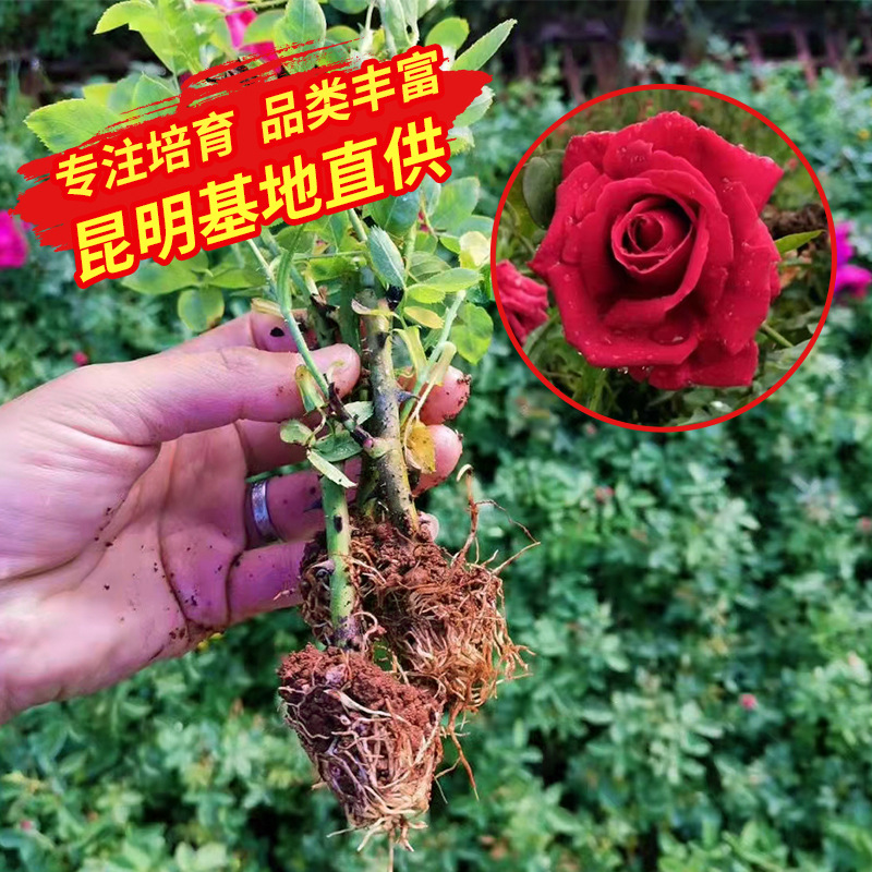 墨红滇红观赏玫瑰苗 食用玫瑰花苗月季苗 绿化工程玫瑰裸根苗