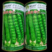台湾长寿仁豌豆种子高产甜脆青豌豆荷兰豆豌豆苗种籽秋季蔬菜种子